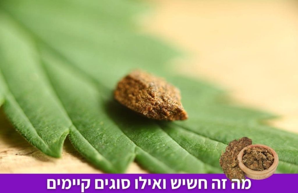 מה ההבדל בין חשיש לקאנביס? ואיך מעשנים חשיש