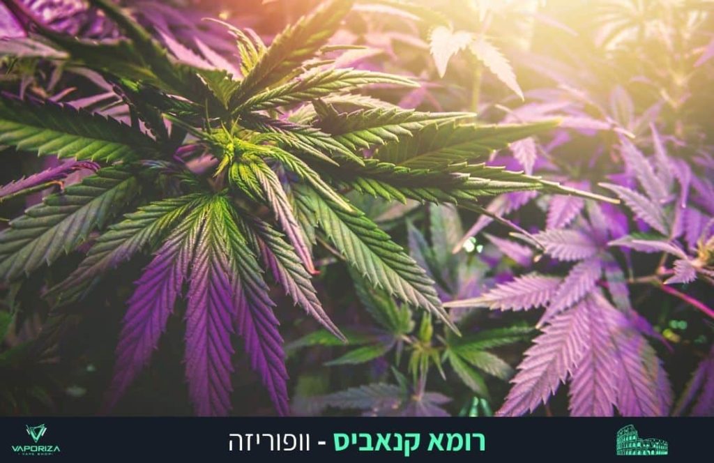 רומא קנאביס הוא מותג קנאביס איכותי המציע מגוון רחב של מוצרים טבעיים ואורגניים. המותג משלב מסורת רומית עם חדשנות עכשווית.